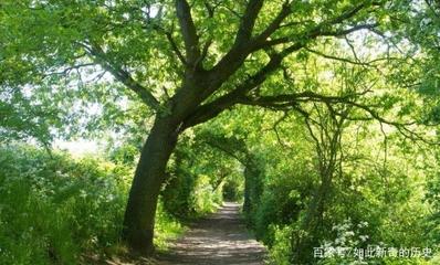 黑人各族日用木制品制造 精湛工艺与传统智慧的结晶